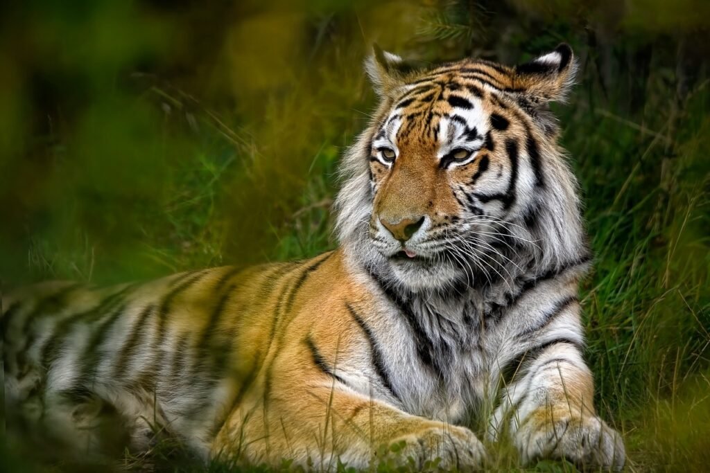 animal, tiger, mammal-8130713.jpg